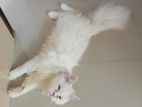Cat sell Hobe