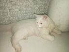 Male Persian Kitten (5 month old cat)
