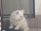 Male persian kitten