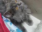 Male Persian Triple Cote