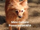 Male Pomeranian