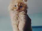 male pure Persian cat