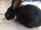 Male Rabbit 2-3 month old, Black and White, Healthy