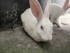 Male Rabbit