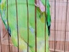 male ringneck for sell