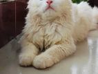 Cat male sell dibo