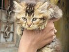 Male tabby cat for sale
