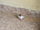 Pakistani Highflyer pigeon
