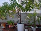 Mango tree