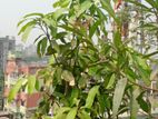 Mango Tree