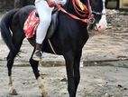 MARWARI HORSE