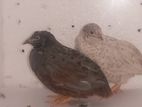 Mashaallah King Quail adult pair