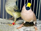 Masked Male Star female Finch