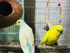 Master pair budgie birds
