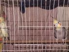 Master Pair.. Cockatiel