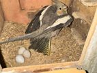 Master pair cockatiel