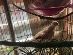 master pair Diamond dove