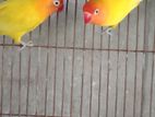 Master pair love bird