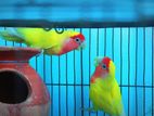 MASTER PAIR OPALINE LOVE BIRDS