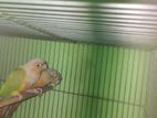 Apple conure