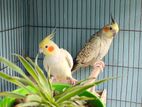 Master Pair Running Cockatiel Bird