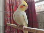 Master pair running cockatiel for sale