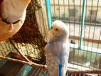 Budgerigar for sale