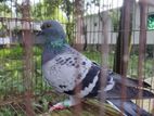 Maxi Recer pigeon