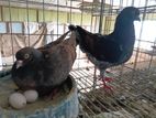 মডেনা কবুতর বিক্রি