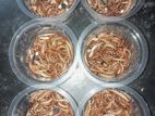 Mealworm And Superwarm Supplier Bangladesh