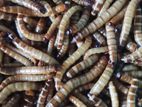 Mealworms for price
