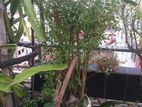 Mehedi tree