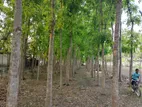মেহগনি বাগানসহ জমি বিক্রয়।