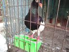 মেকপাই কবুতর -মাদী /magpie Pigeon-female