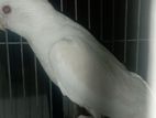 Cockatiel for sale