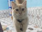 Cat Sell