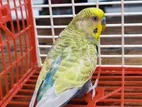 মেল রেইনবো প্রোডিউসার বাজরিগার/ Male rainbow producer budgerigar
