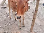 মেয়ে গরু
