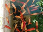 Mickey Mouse Platy Full Adult