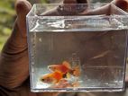 Micky Mouse Platy For Sell