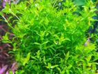 Micra aquarium plant