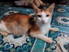 মিক্স বিড়াল ফিমেল