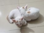 মিক্স ব্রিড Cat For Sale