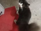 Cat for sale