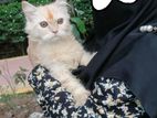 Persian cat.