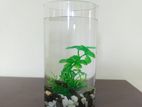 Mini Aquarium