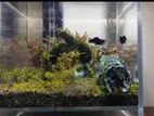 Mini Aquarium Setup