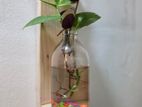 Mini Aquarium Wall Hanging with Plant