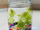 Mini Jar Aquarium