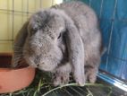 Mini Lop Rabbit Male।।লপ খরগোশ